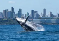 Temporada das Baleias Jubarte impulsiona turismo de observação