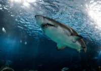 Tubarões estão viciados em cocaína jogada no mar por traficantes