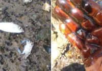 Vazamento de óleo mata animais e encobre manguezal em Madre de Deus