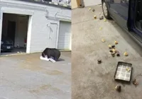 Vídeo: Urso invade padaria e 'rouba' 60 cupcakes nos EUA