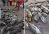 Vídeo: fartura de peixes na praia da Sereia em Itapuã