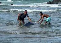 Vídeo: filhote de baleia encalha na praia de Itapuã
