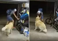 Vídeo: ladrão 'pausa' furto de bicicleta para fazer carinho em cão