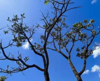 Alertas de desmatamento batem recorde no Cerrado