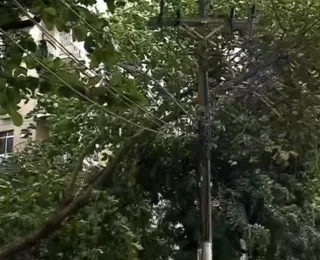 Árvore cai e interdita via em Ondina