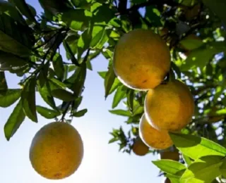 Bahia é quarto maior produtor nacional de laranja