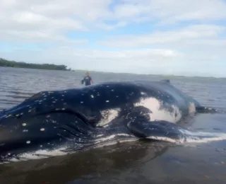 Baleia Jubarte encalha na Península de Maraú, na Bahia