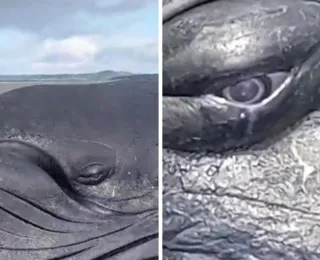 Baleia encalha na Bahia e parece "chorar" em vídeo