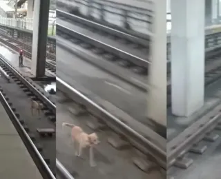 Cachorro invade trilhos do metrô de Salvador