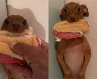 Cachorro viraliza ao furtar pão com mortadela do dono: "solta"; vídeo