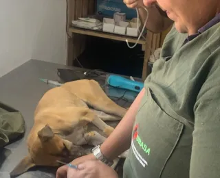 Cadela sofre parada cardíaca 24h após ser abandonada pelo dono