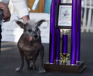 Cão com patas deformadas é eleito o Mais Feio do Mundo de 2023