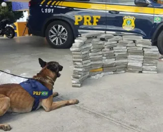 Cão farejador ajuda PRF a encontrar 89 kg de maconha em Conquista