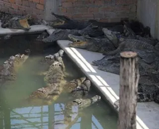 Idoso morre ao ser atacado por 40 crocodilos no Camboja