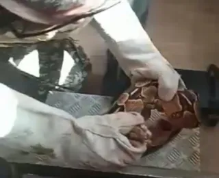 Vídeo: jiboia é resgatada dentro de aparelho de musculação em academia