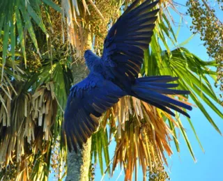 Em risco de extinção, arara-azul freia projeto eólico em Canudos