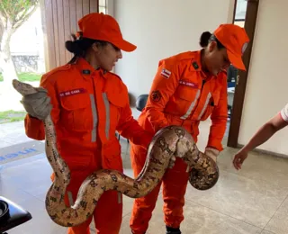 Cobra de cerca de dois metros é resgatada em Juazeiro