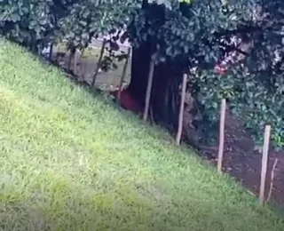 Corpo de mulher é encontrado em área de mata de Salvador; vídeo