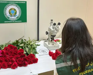 Dia dos Namorados terá reforço de 50 toneladas de rosas colombianas