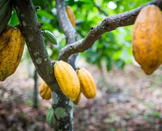 Dia mundial celebra a Floresta de Chocolate brasileira