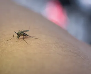 Feira de Santana confirma terceira morte por dengue grave