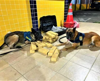 Feira de Santana: mulher é presa com 'supermaconha' dentro de bagagem