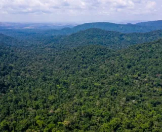 Inpe: desmatamento na Amazônia cai 31% de janeiro a maio