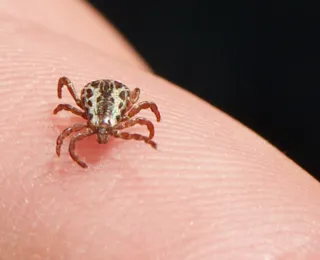 Japão confirma primeira morte pela infecção pelo vírus Oz no mundo