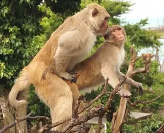 Macacos machos de ilha fazem mais sexo entre si do que com fêmeas