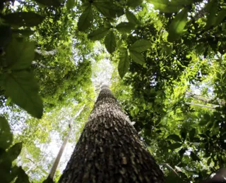 Meio Ambiente é celebrado em meio a preocupações com sustentabilidade