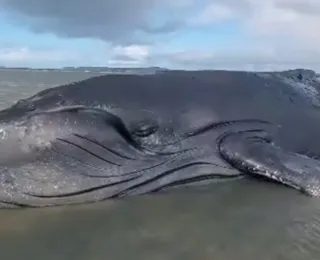 Morre baleia encalhada que “chorou” em vídeo