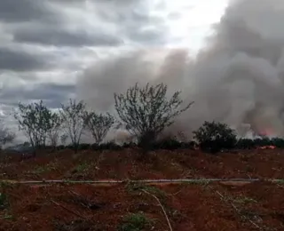 PF e PM erradicam 13 mil pés de maconha no Norte da Bahia