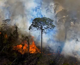 Perda de florestas no Brasil dobrou desde Acordo de Paris, em 2015