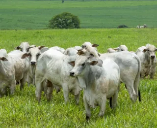 Produção pecuária "carbono neutra" já é realidade
