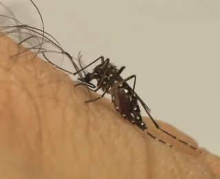 Quinta morte por dengue hemorrágica é confirmada na Bahia