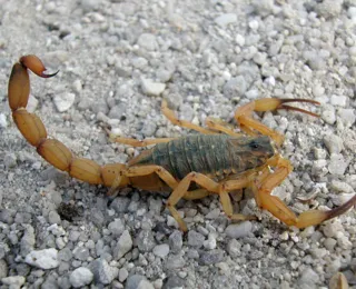 Sesab emite alerta sobre período de reprodução dos escorpiões