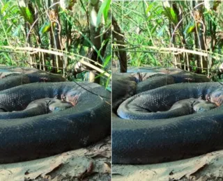 Sucuri gigante é flagrada às margens de rio no Mato Grosso do Sul