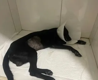 Suspeito de espancar cachorro a pauladas na Bahia tem prisão decretada
