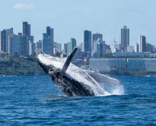 Temporada das Baleias Jubarte impulsiona turismo de observação