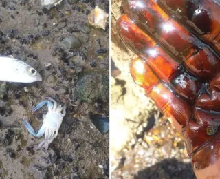 Vazamento de óleo mata animais e encobre manguezal em Madre de Deus