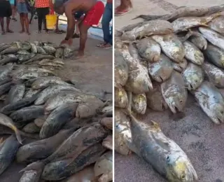 Vídeo: fartura de peixes na praia da Sereia em Itapuã