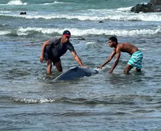 Vídeo: filhote de baleia encalha na praia de Itapuã