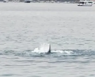 Vídeo mostra tubarão matando jovem russo em praia do Egito