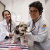 Outubro Rosa Pet cria chances de cura do tumor de mama - Imagem