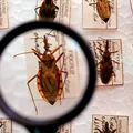 Aquecimento global pode provocar extinção de insetos, diz estudo imagem