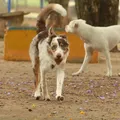 Poções firma acordo com MP para controlar população de animais imagem