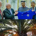 Sagradas: saiba por que tamareiras dadas à Bahia ficarão em quarentena imagem