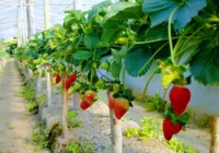 Abelhas sem ferrão ajudam a  melhorar a produção de morango