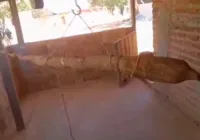 Aipim gigante é encontrado na zona rural de Canarana, na Bahia