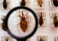 Aquecimento global pode provocar extinção de insetos, diz estudo imagem